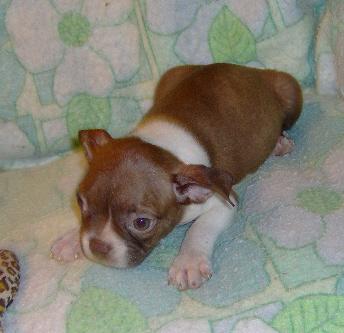 Boston Terrier Puppies for Sale
